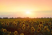 Стресс-тестирование отрасли растениеводства и отрасли сельскохозяйственного страхования Российской Федерации 