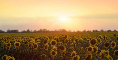 Стресс-тестирование отрасли растениеводства и отрасли сельскохозяйственного страхования Российской Федерации 