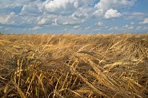 Реалии рынка агрострахования в России