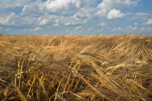 Реалии рынка агрострахования в России